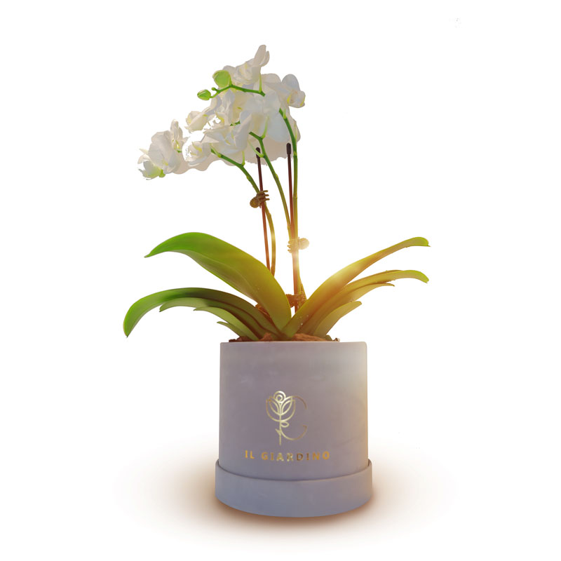 Mini white phalaenopsis orchid  plant