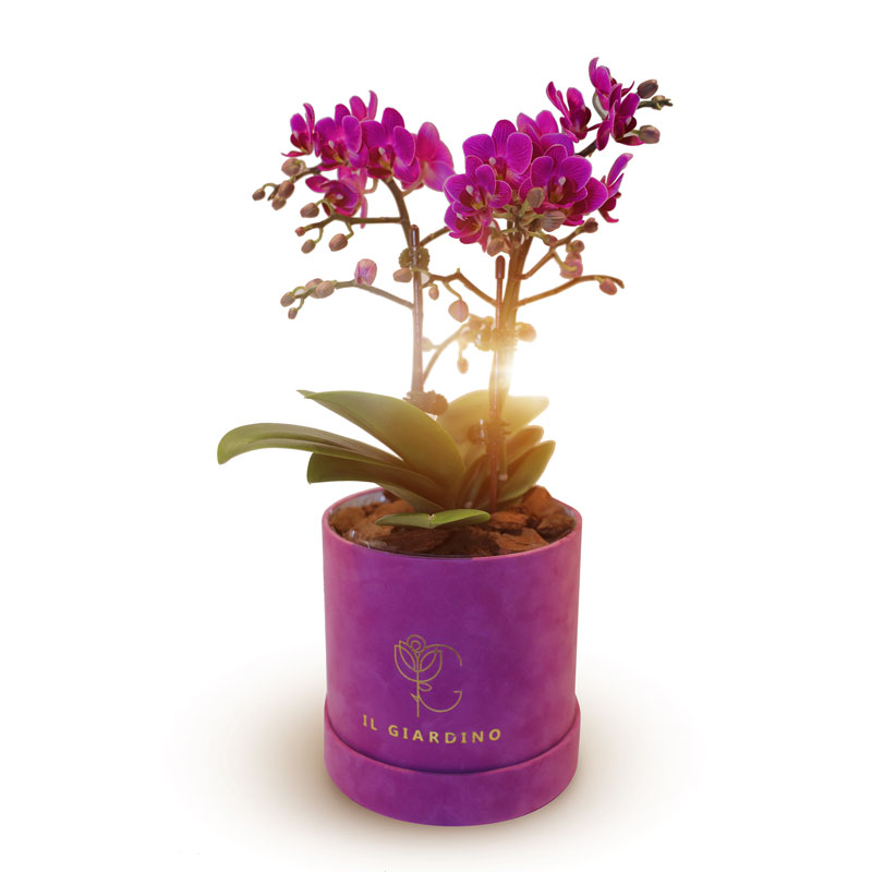 Mini purple phalaenopsis orchid plant