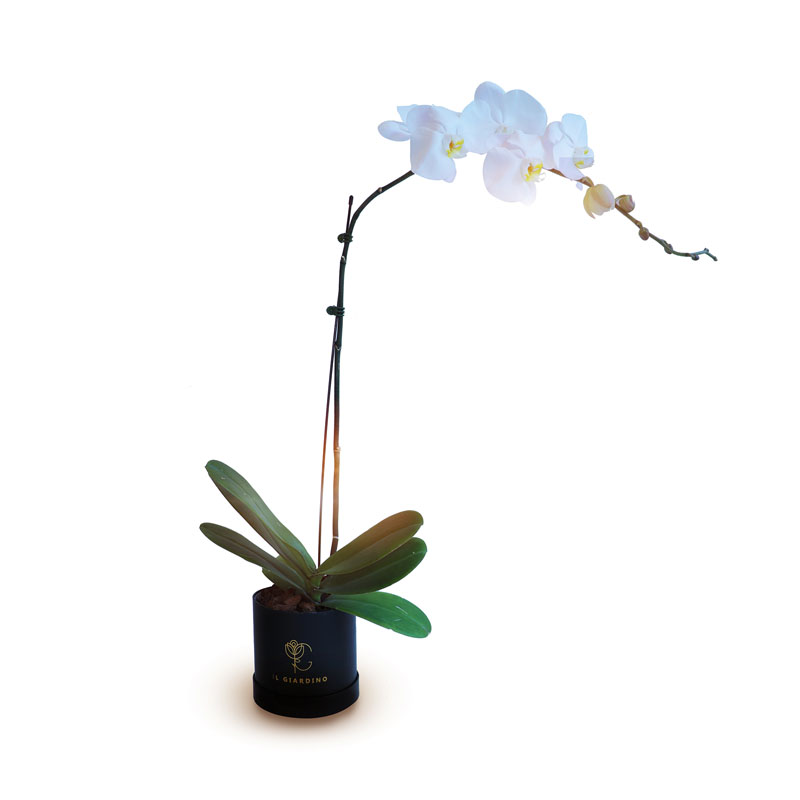 Phalaenopsis white orchids plant